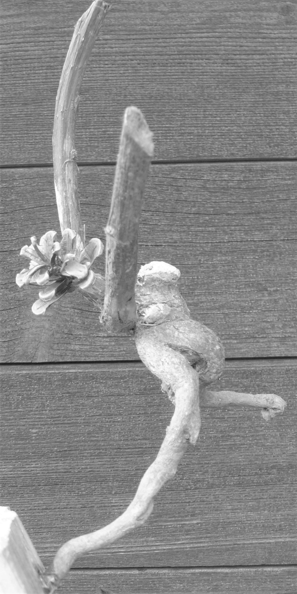 Sono una farfallina ...